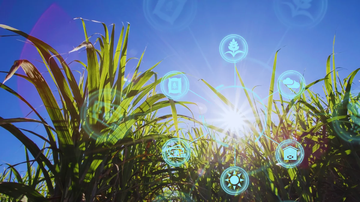 AI and Weed Management