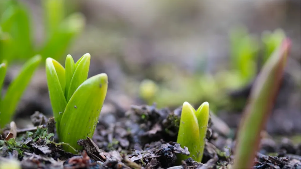 कंद वाले पौधों के लिए उपयुक्त मिट्टी तैयार करें