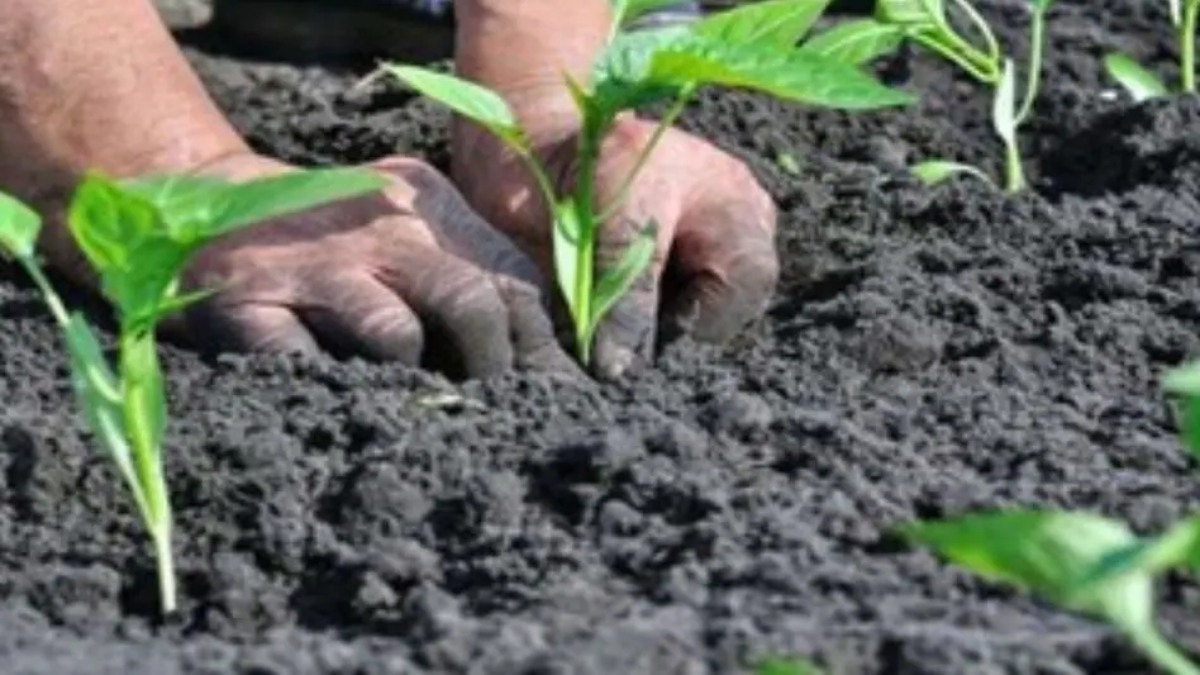 खेती कैसे शुरू करे