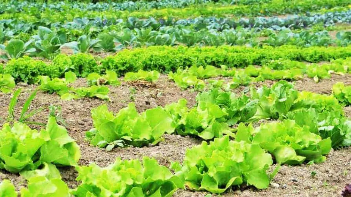 जैविक खेती अनुदान