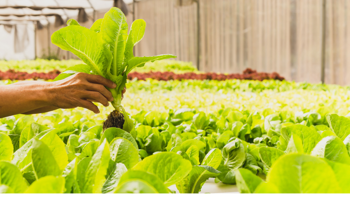 जैविक खेती की लाभप्रदता