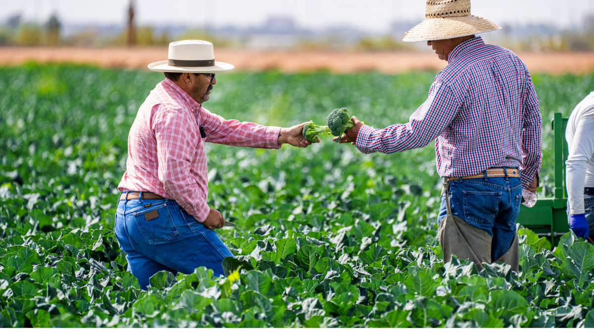 जैविक बनाम पारंपरिक खेती