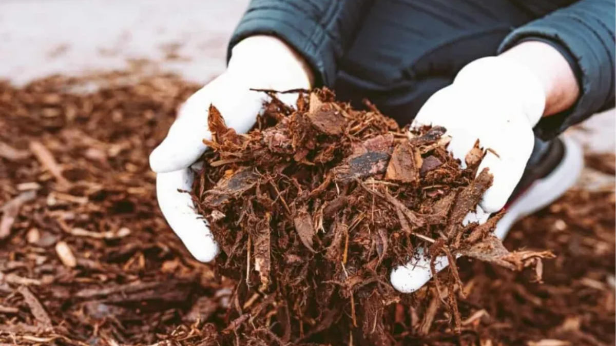 नमी बनाए रखें और खरपतवार से बचाव के लिए मल्च का उपयोग करें