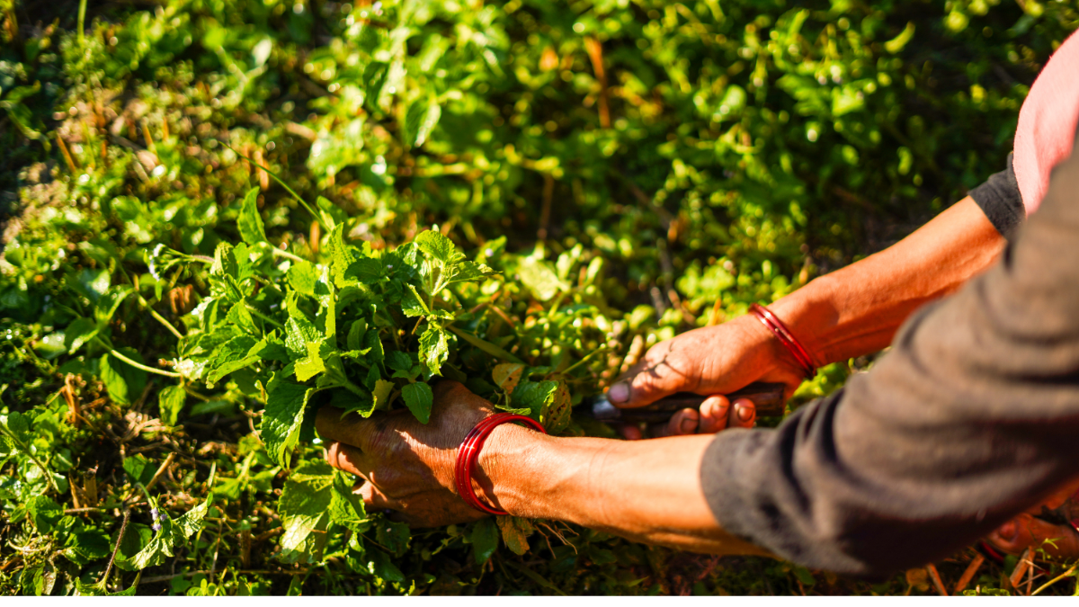 पारंपरिक खेती