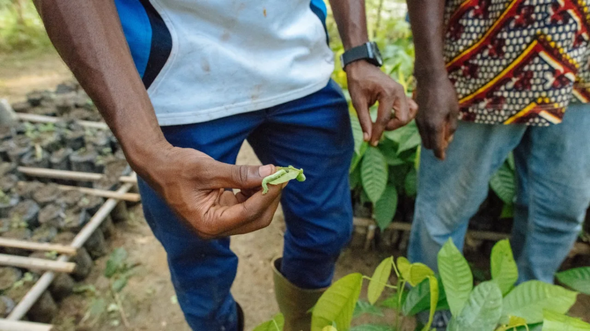 प्राकृतिक कीट नियंत्रण प्राकृतिक कीट नियंत्रण: