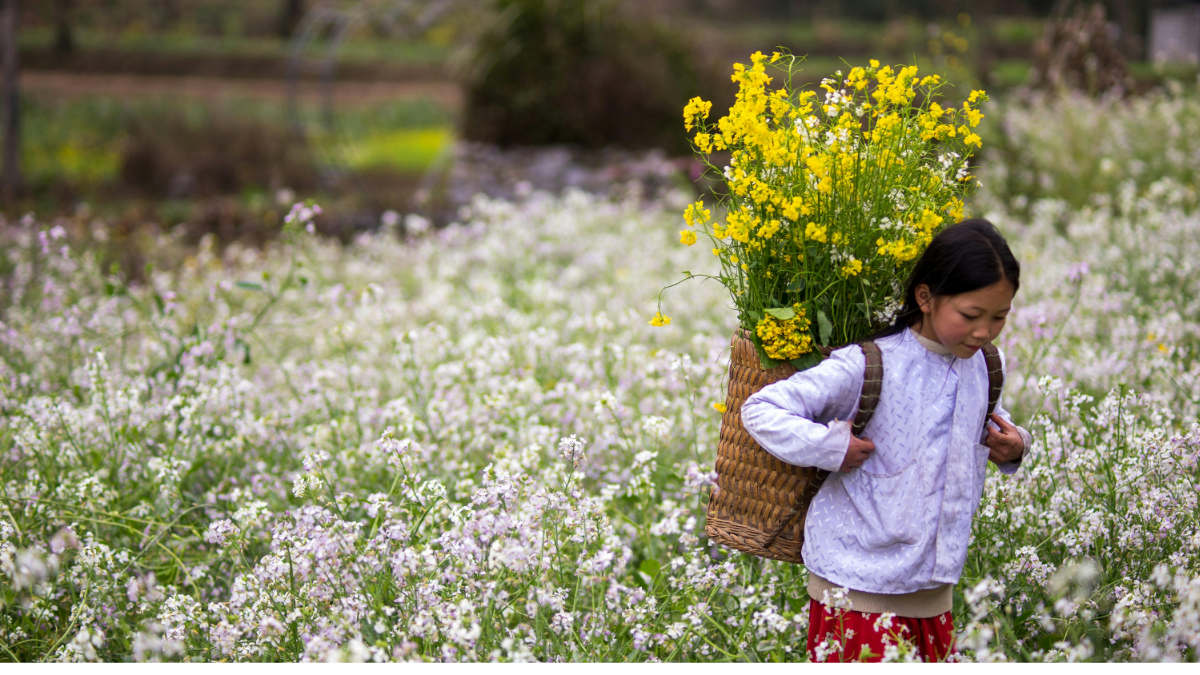 फूलों की खेती के लिए मिट्टी तैयार करने के 20 बेहतरीन तरीके