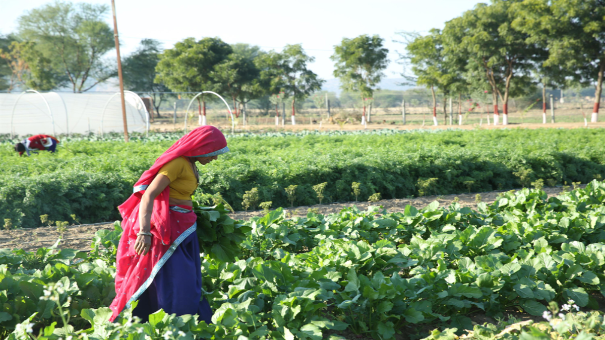 भविष्य में जैविक खेती से क्या उम्मीद भविष्य में जैविक खेती से क्या उम्मीद