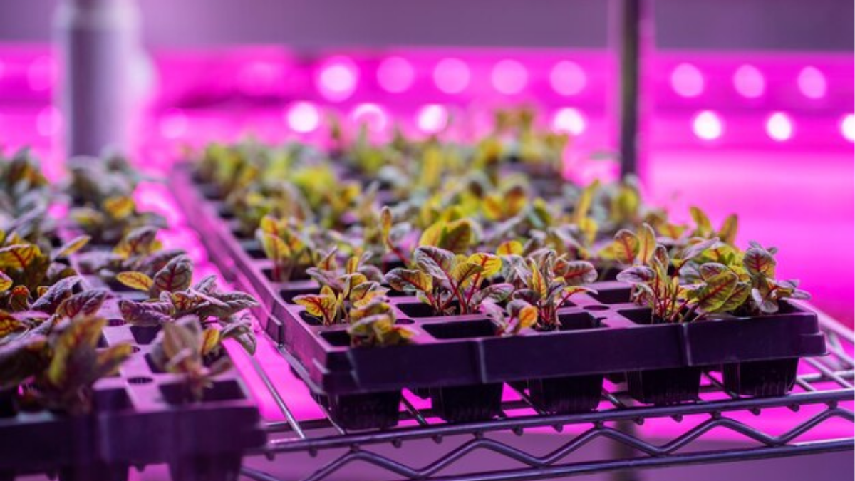 हाइड्रोपोनिक्स के लिए ग्रो लाइट्स