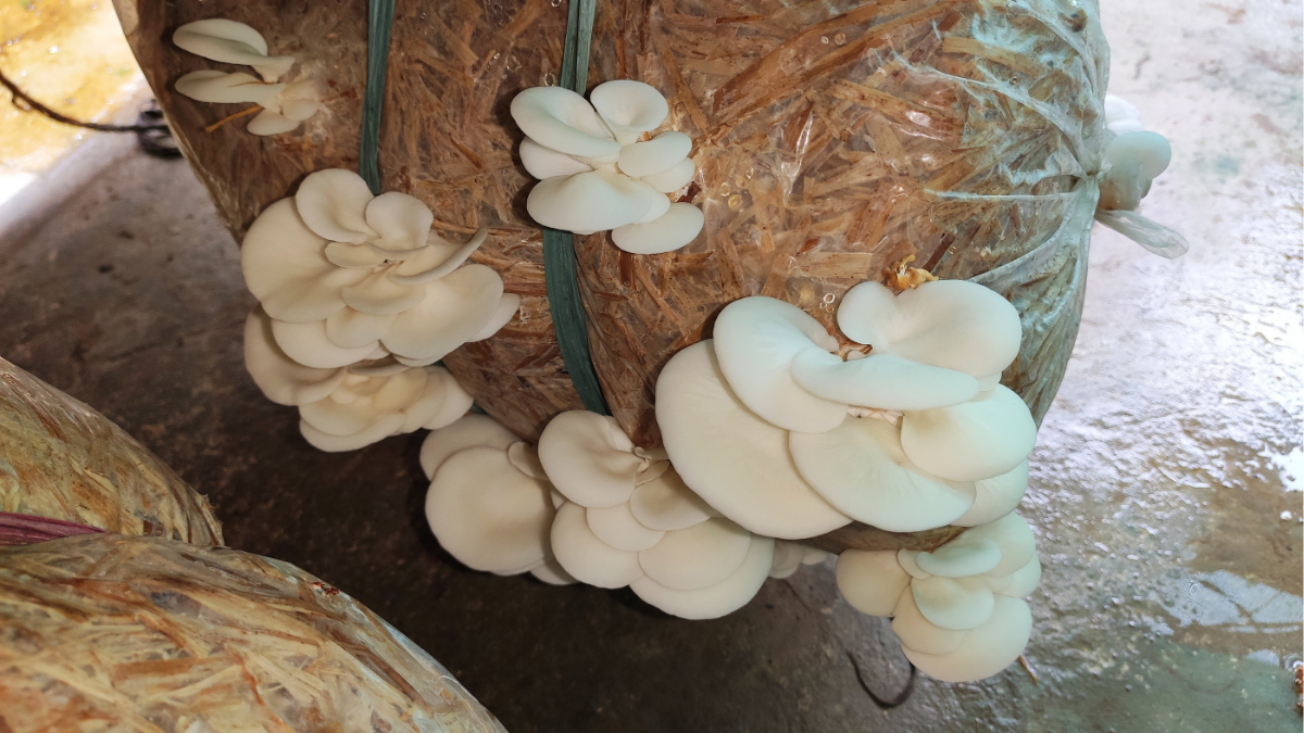 ऑयस्टर मशरूम ऑयस्टर मशरूम