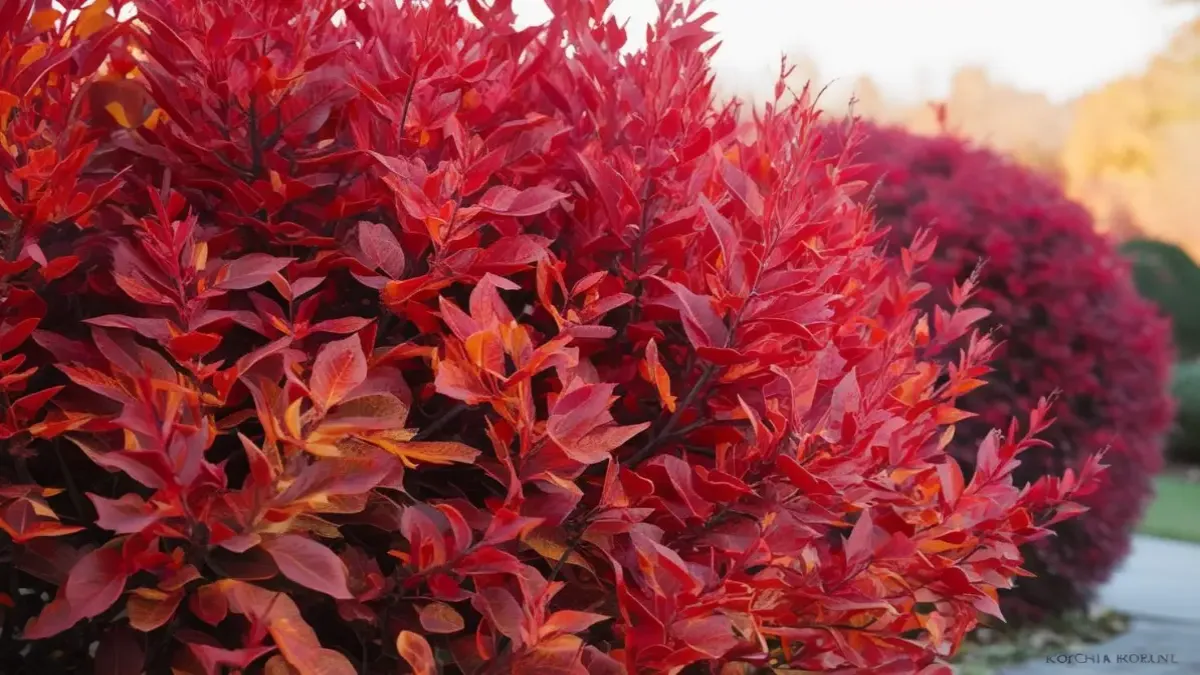 कोचिया-बर्निंग-बुश-देखभाल-के-मूलभूत-सिद्धांत-