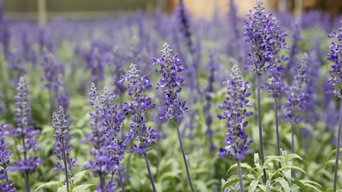 मच्छर पौधे क्या होते हैं और ये मच्छरों को कैसे भगाते हैं_ मच्छर पौधे क्या होते हैं और ये मच्छरों को कैसे भगाते हैं_