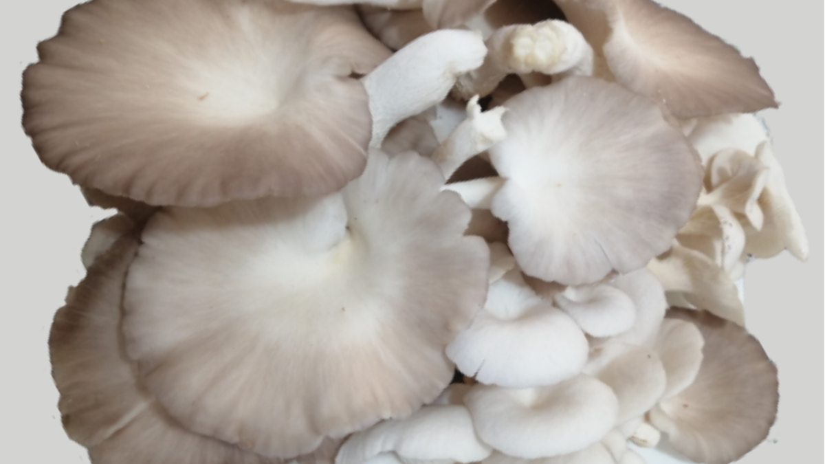 मशरूम की खेती व्यवसाय योजना मशरूम की खेती व्यवसाय योजना