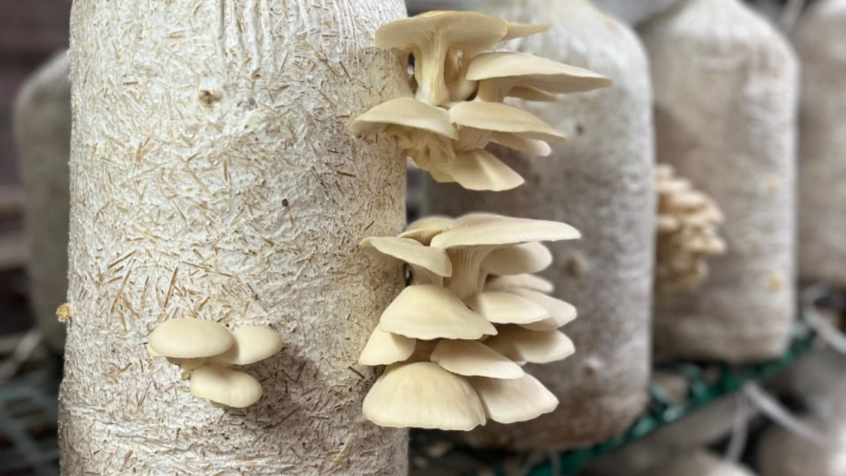 मशरूम की खेती व्यवसाय योजना