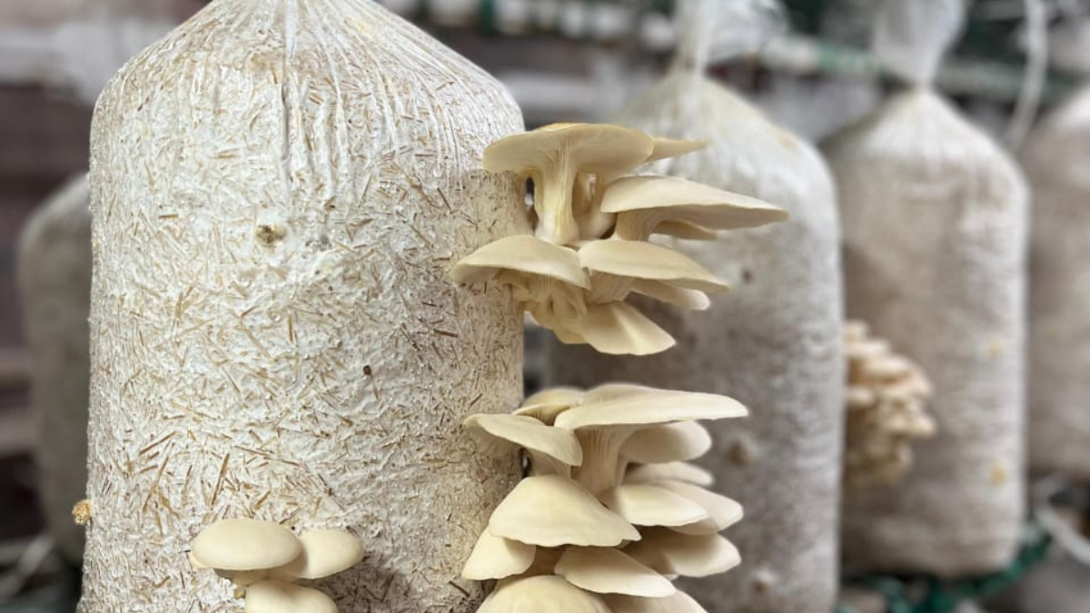 मशरूम की खेती मशरूम की खेती