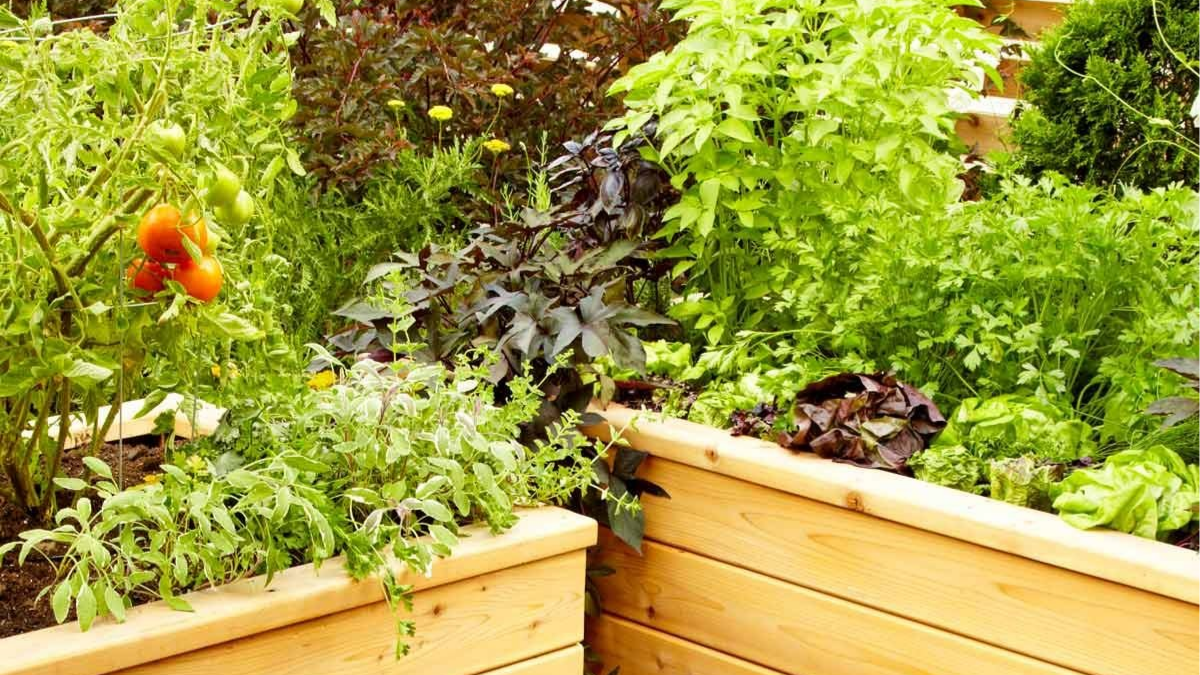 लकड़ी के विकल्प और उनका रेज़्ड-बेड गार्डन की लागत पर प्रभाव लकड़ी के विकल्प और उनका रेज़्ड-बेड गार्डन की लागत पर प्रभाव