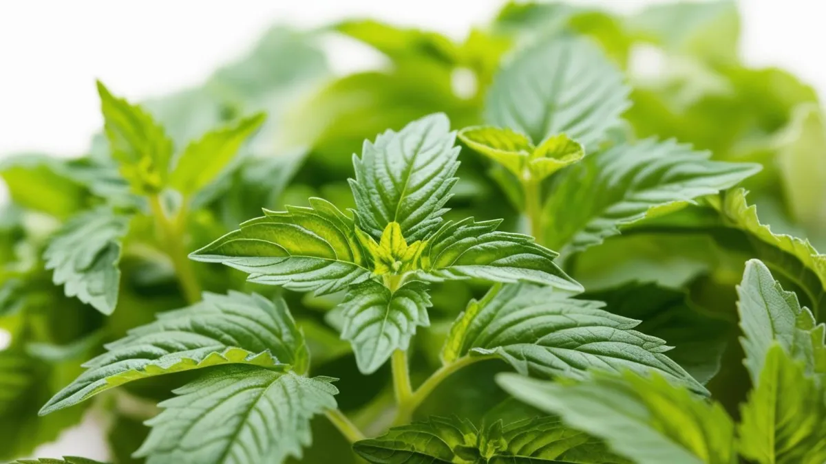 लेमन बाम_ मच्छरों से बचाव का एक प्राकृतिक उपाय लेमन बाम_ मच्छरों से बचाव का एक प्राकृतिक उपाय