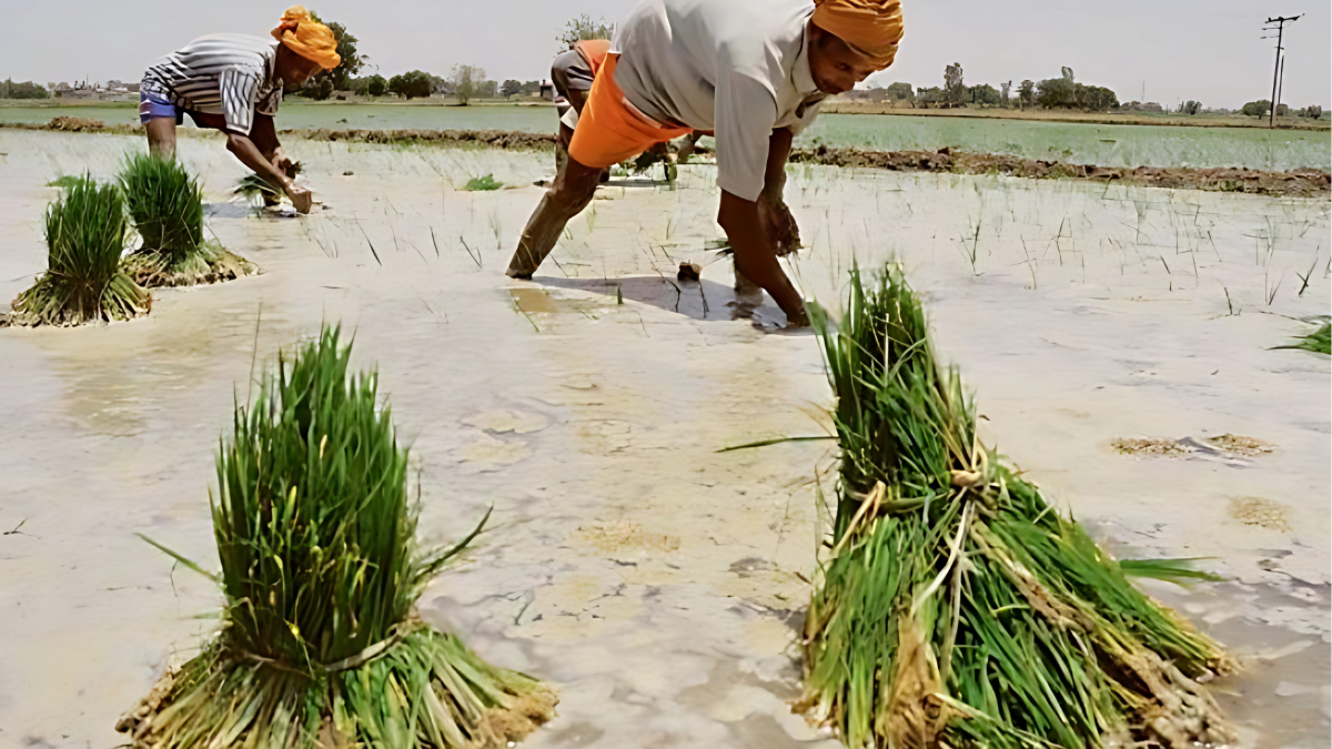 हाइब्रिड धान पर पंजाब सरकार की रोक