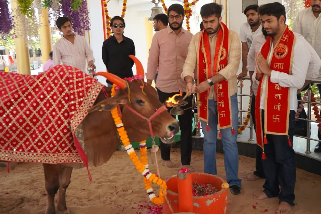 रौनक खत्री गऊ पूजन करते हुए