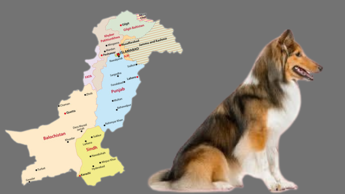 पाकिस्तान की वैश्विक कूटनीति